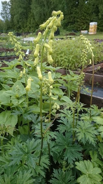 Aconitum lycoctonum